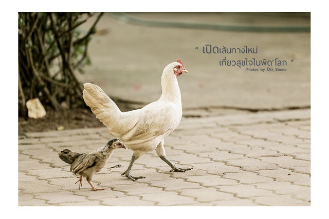 พิษณุโลก พิษณุโลก
