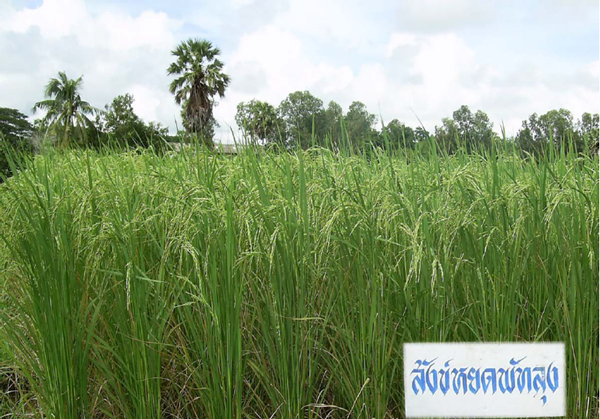 10 พันธฺุ์ข้าวขัดสี เปี่ยมคุณค่าอย่างนี้ต้องทาน ! 10 พันธฺุ์ข้าวขัดสี เปี่ยมคุณค่าอย่างนี้ต้องทาน !