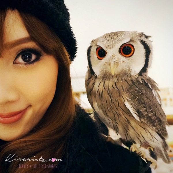 คาเฟ่นกฮูก คาเฟ่นกฮูก