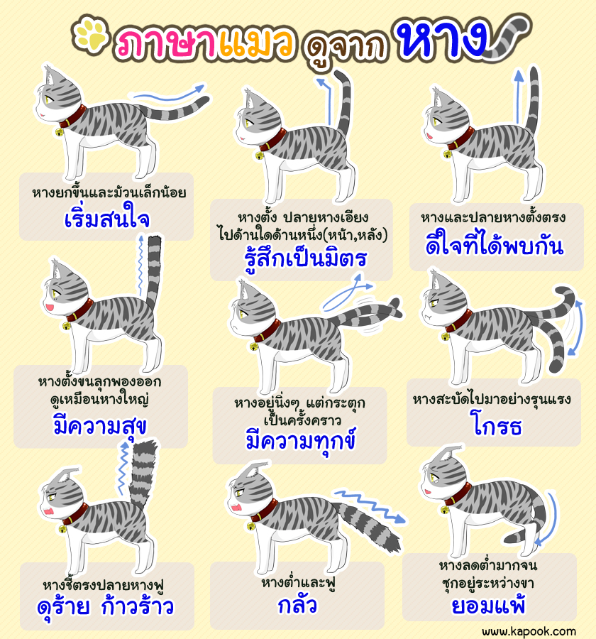 ภาษาแมวดูจากหาง ภาษาแมวดูจากหาง