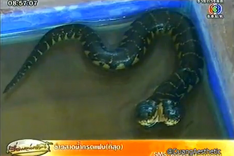ชาวบ้านแห่กราบไหว้ ลูกงูไซประหลาด มี 2 หัว