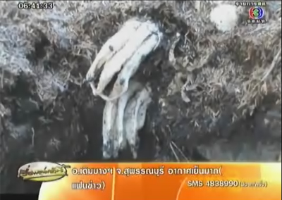 เห็ดมือ ลำปาง