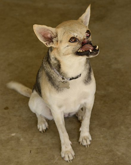 เจ้ากาบัง สุนัขฮีโร่ เจ้ากาบัง สุนัขฮีโร่