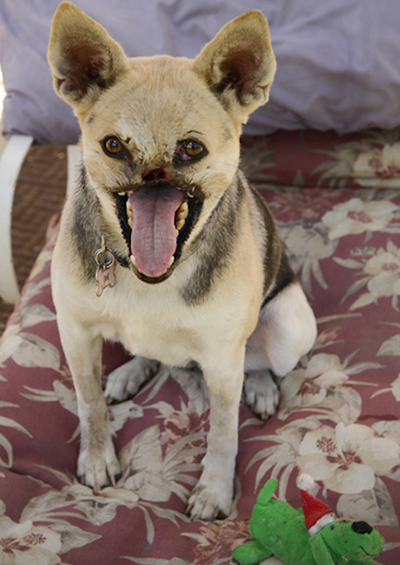 เจ้ากาบัง สุนัขฮีโร่ เจ้ากาบัง สุนัขฮีโร่