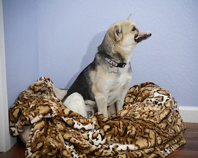 เจ้ากาบัง สุนัขฮีโร่ เจ้ากาบัง สุนัขฮีโร่