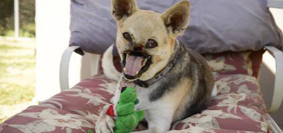 เจ้ากาบัง สุนัขฮีโร่ เจ้ากาบัง สุนัขฮีโร่