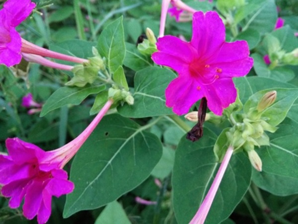 OPPO N1 mini ที่สุดแห่งเซลฟี่กับกล้องหมุนได้ สมาร์ทโฟนที่ใคร ๆ ก็สัมผัสได้ในราคาเพียง 11,990 บาท