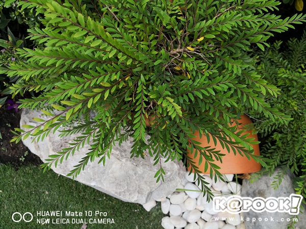 Huawei Mate 10 Pro