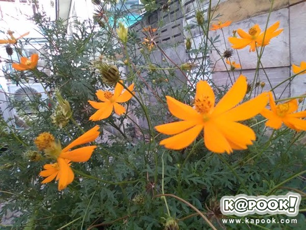 รีวิว i-mobile IQ II มือถือ Android One