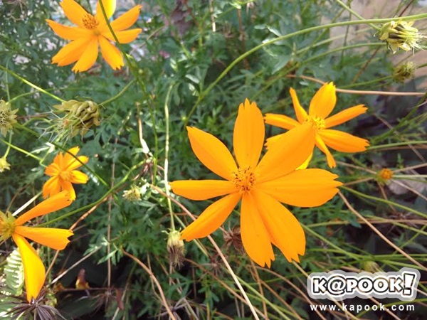 รีวิว i-mobile IQ II มือถือ Android One