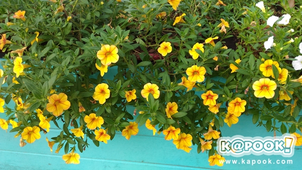 รีวิว ASUS Zenfone 2 Laser