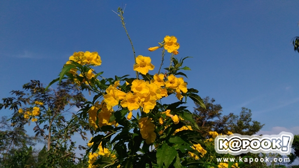 รีวิว ASUS Zenfone 2 Laser