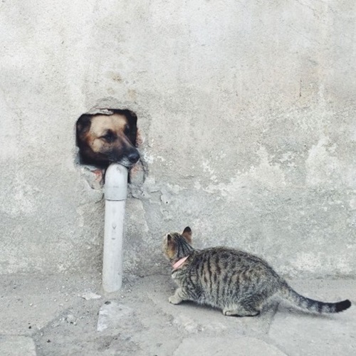 การประกวดภาพถ่ายจาก iPhone