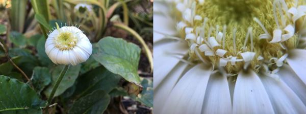 Olloclip ออกเลนส์เสริม iPhone 7