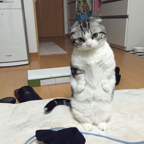 ภาพจาก Twitter まっぷーちん