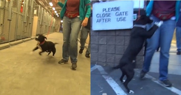 ภาพจาก เฟซบุ๊ก Saving Carson Shelter Dogs
