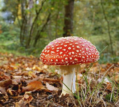 เห็ดพิษ