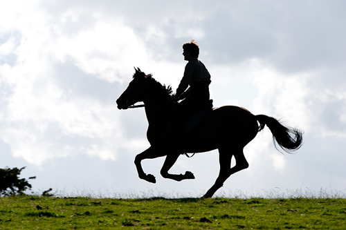 War Horse 