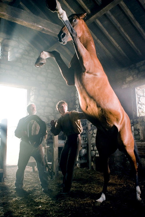 War Horse 