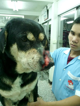 น้องโตโต้