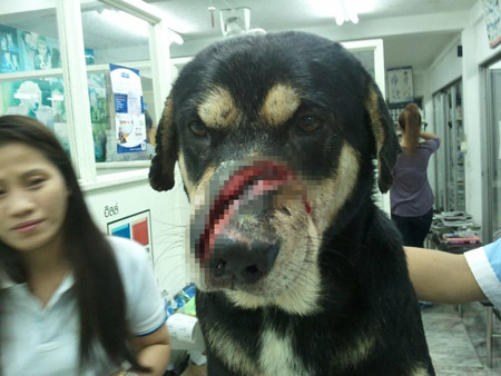 น้องโตโต้