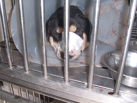 น้องโตโต้