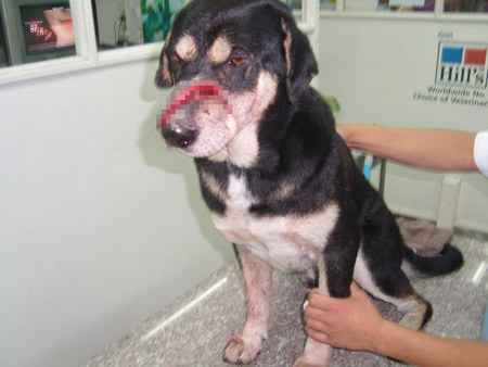 น้องโตโต้