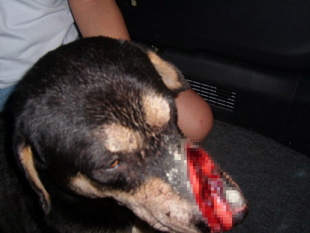 น้องโตโต้