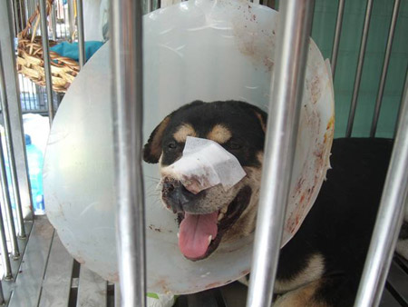 น้องโตโต้