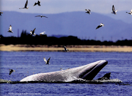 วาฬบรูดา