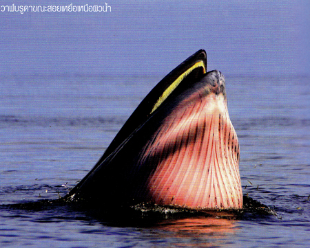 วาฬบรูดา