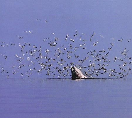 วาฬบรูดา