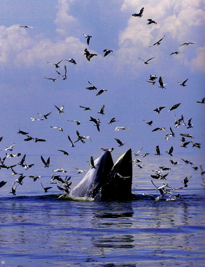 วาฬบรูดา