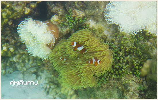 เกาะหลีเป๊ะ