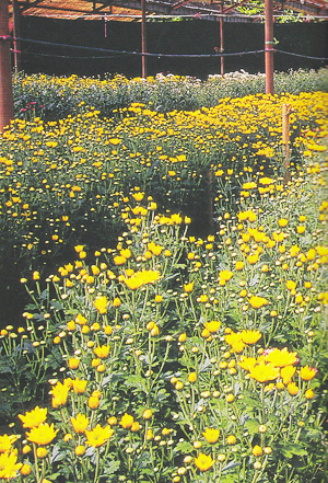 3 จังหวัดชายแดนใต้