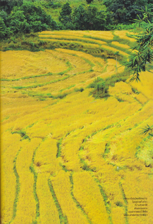 อำเภอกัลยาณิวัฒนา