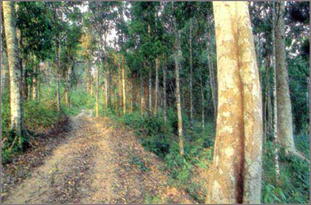 อุทยานแห่งชาติน้ําหนาว