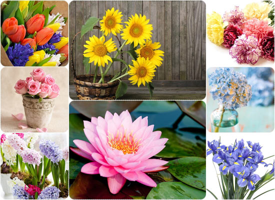 ภาษาของดอกไม้ ความหมายที่สื่อได้โดยไม่ต้องเอื้อนเอ่ย