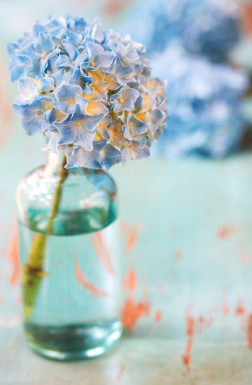ดอกไฮเดรนเยีย (Hydrangea)