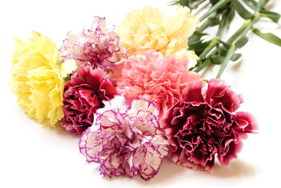 ดอกคาร์เนชั่น (Carnation)