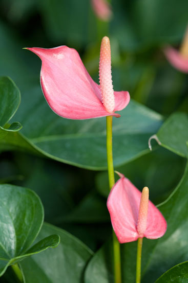 ดอกหน้าวัว (Anthurium)