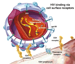็HIV binding via cell surface receptors