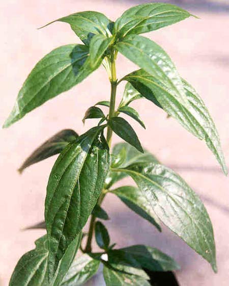  ฟ้าทะลายโจร