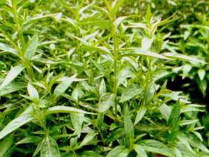 ฟ้าทลายโจร