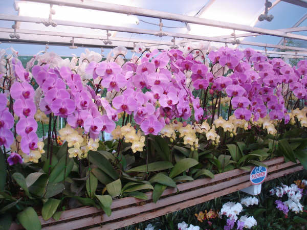 เชียงใหม่ จัดงานพืชสวนโลก 9 พ.ย.-15 ก.พ. 