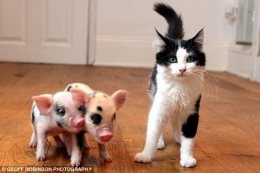 หมู