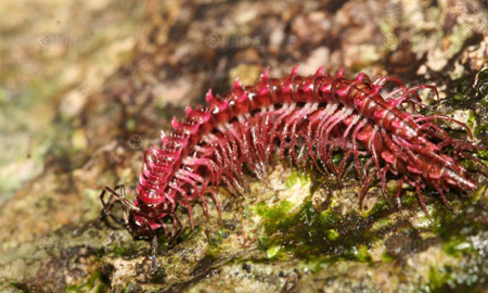 กิ้งกือมังกรชมพู