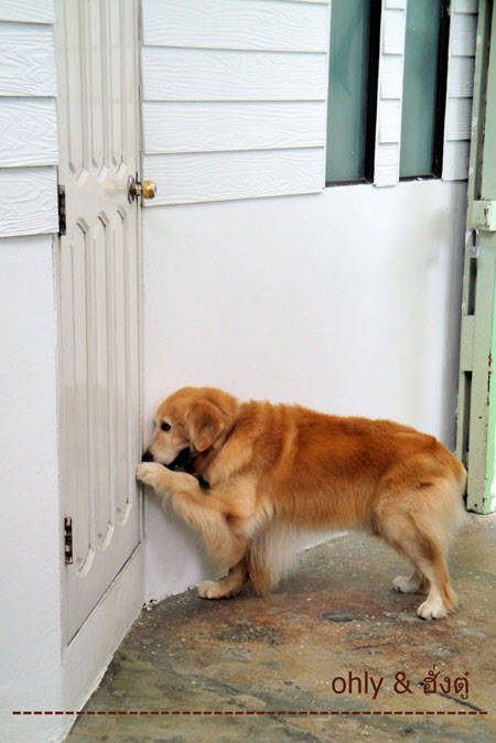 ฮั่งตู๋