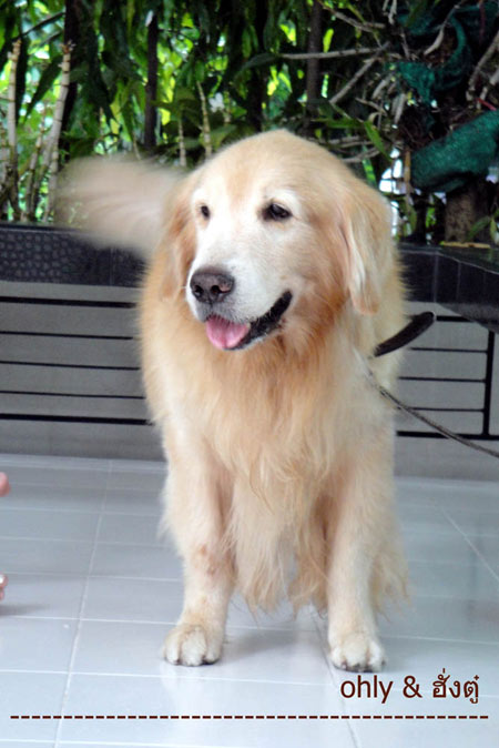 ฮั่งตู๋