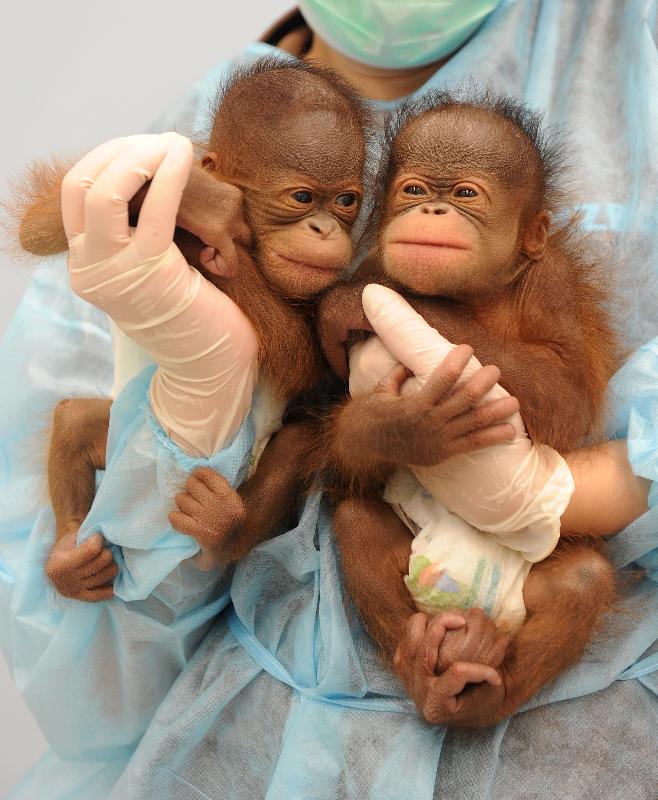 น่ารัก! อุรังอุตังฝาแฝดในสวนสัตว์ฮ่องกง